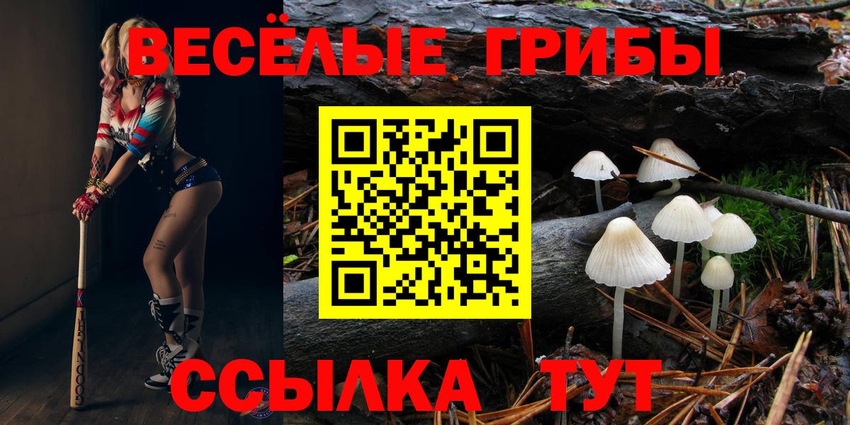 Псилоцибиновые грибы Psilocybe Гурьевск